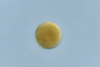 Cellule-oeuf de Fucus (zygote) x70